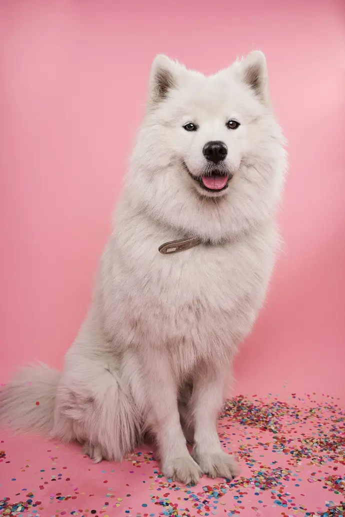 white long coat small dog